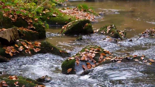 J. S. Bach - Violin Cocerto In G Minor - BWV 1056