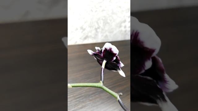 Орхидея .Фаленопсис . Plastic Doll смотреть онлайн