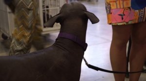 Владельцы собак о породе ксолоитцкуинтли на World Dog Show 2016