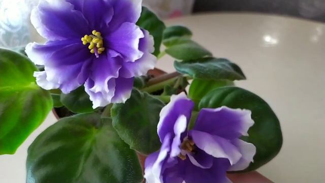 10 СОРТОВ ФИАЛОК С НАЗВАНИЯМИ. смотреть онлайн