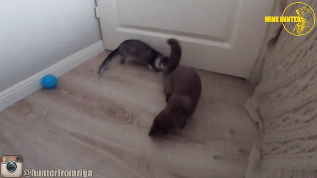 ROOM TOUR | Как обустроить комнату для норки/хорька | смотреть онлайн