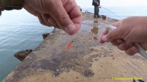 Морская рыбалка. Мормо рокфишинг. Ставрида, ласкирь, скорпена.