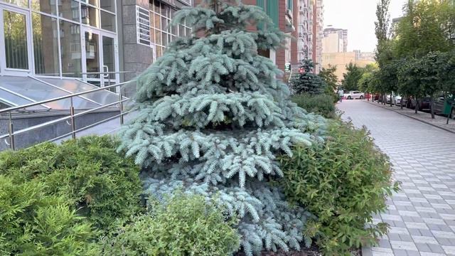 Чихуахуа Мия на прогулке. 3.06.2023 года. смотреть онлайн