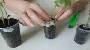 Рассада на двух корнях.Прививка рассады.