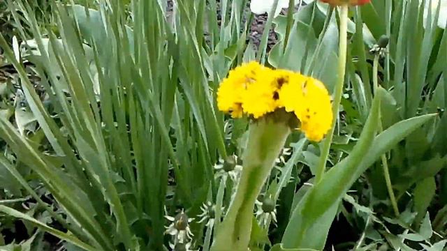 Одуванчик...! смотреть онлайн