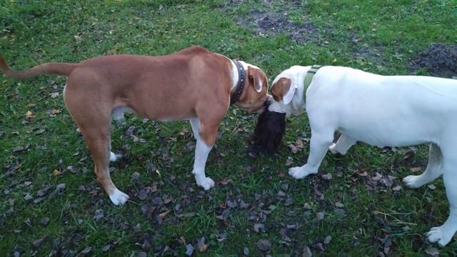 Американский бульдог\Разборка в стае.American Bulldog \ Showdown In The Pack.
