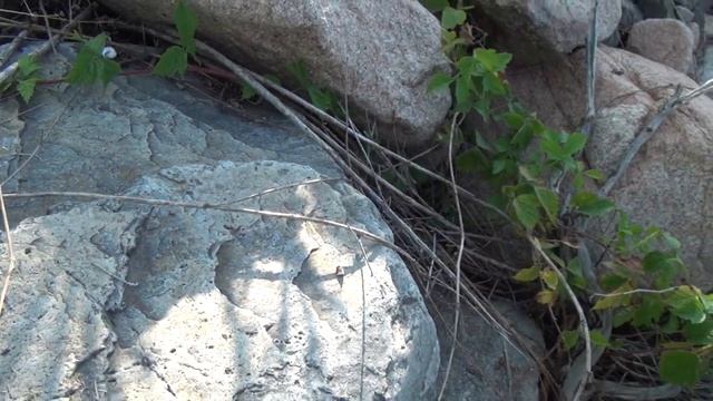 Камень кварц волосатик и желтое золото смотреть онлайн