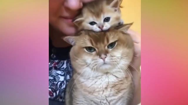 Смешные Коты и Котята 😻Самые милые котики 😻 Приколы с котами и кошками / 2020 смотреть онлайн