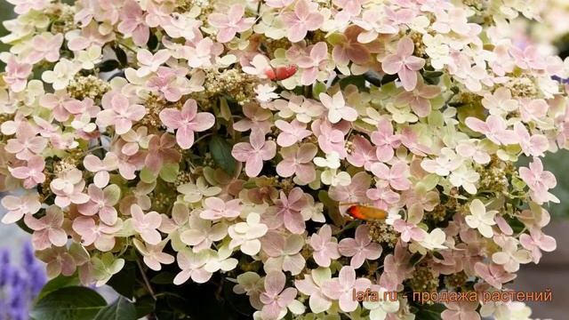 Гортензия метельчатая Полстар (polestar) ? обзор: как сажать, саженцы гортензии Полстар смотреть онлайн