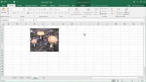 Как в Excel закрепить картинку в ячейке
