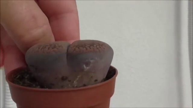 LITHOPS-Литопсы-Живые камни -Авокадо смотреть онлайн