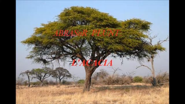 Abrasᴕr plunt vansi tajcaj "L'acacia". Welcome-Bienvenue-Willkommen-Bienvenido-Benvenuti-Vitajte смотреть онлайн