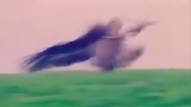 Орел Ест Оленя Заживо / Хищные Птицы в Деле смотреть онлайн