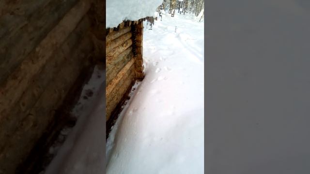Соболёк приходил в гости а меня не было дома смотреть онлайн