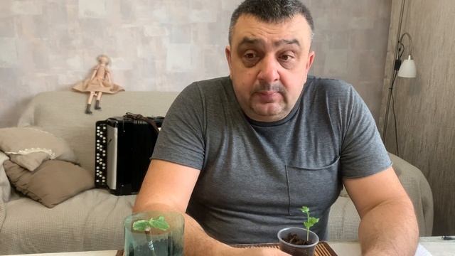 Виноград и грабли,на которые не хочется наступить)) смотреть онлайн