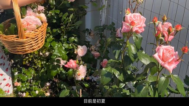 66 Enjoy peaceful Garden in Early June｜Enjoy David Austin Roses Bouquets/ 静静的赏花，六月初的小院实现鲜花自由 смотреть онлайн