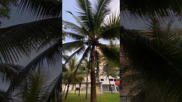 Coconut tree Small But Majestic смотреть онлайн