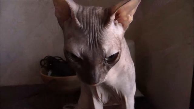 Сфинкс донской. Примадонна Монпасье! смотреть онлайн