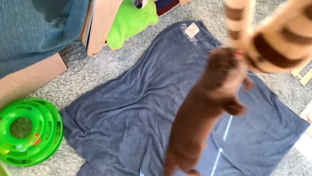 Выдра Котаро и Хана - любимые мягкие игрушки друг друга смотреть онлайн