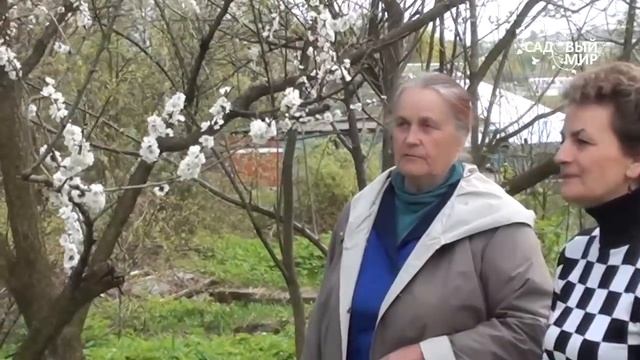 Абрикосы в Средней полосе смотреть онлайн