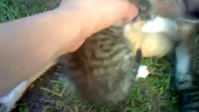 Собака отобрала котят у кошки) смотреть онлайн