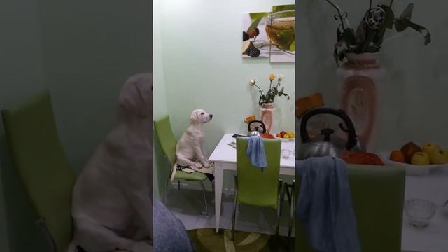 Лабрадор смотрит телевизор