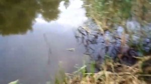Ловля раков на самодельные раколовки ЧЕРНИЛЬНИЦА