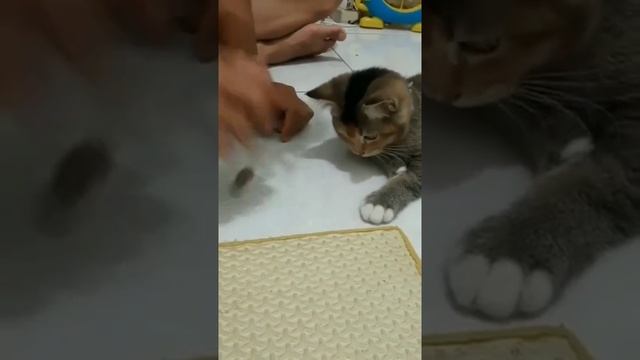 фокус смотреть онлайн