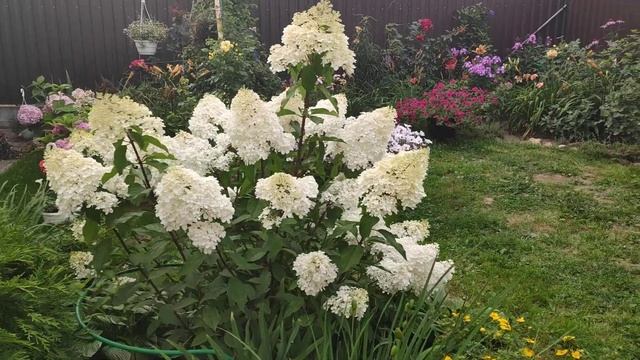 Метельчатая гортензия Ванилла Фрейз 4 августа ( Hydrangea paniculata 'Vanille Fraise' ('Renhy') смотреть онлайн