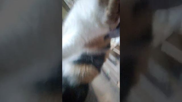 Люсе 3 года скоро будет🍻🍺👑!!!!! смотреть онлайн