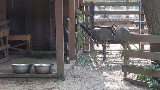 Семейство оленей смотреть онлайн