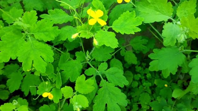 ЭТО растение ВЫЛЕЧИТ ТЫСЯЧУ БОЛЕЗНЕЙ! Полезные свойства чистотела! смотреть онлайн