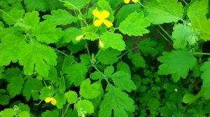 ЭТО растение ВЫЛЕЧИТ ТЫСЯЧУ БОЛЕЗНЕЙ! Полезные свойства чистотела!