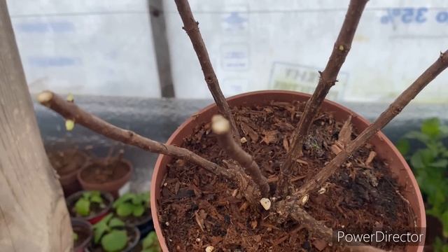 Крупнолистные гортензии просыпаются?что делать? смотреть онлайн