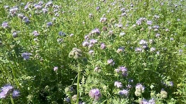 Медосбор Фацелия и Акацыя Альпийский улей. смотреть онлайн