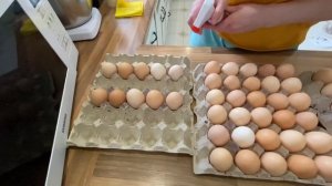 Чудо средство! Обработка яиц перед закладкой в инкубатор!