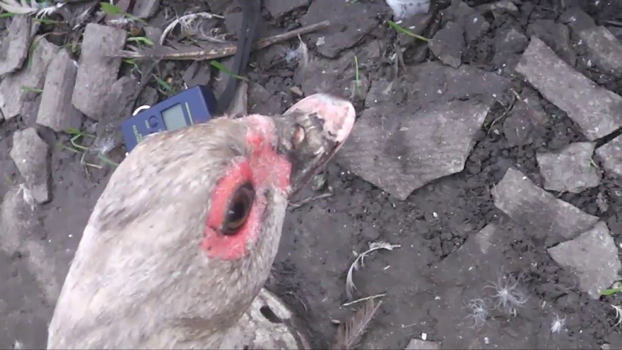 взвешивание селезней и уточек в три месяца смотреть онлайн