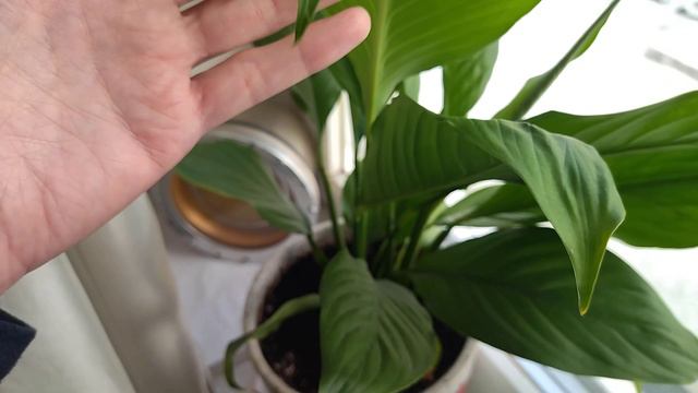 Декабрист цветет второй раз. Январь 2024года. смотреть онлайн