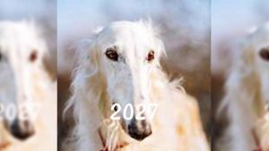 все мемы из 2026 по 2029 год