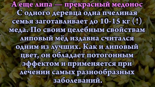 ЛИПА ДАРИТ ЛЮДЯМ ЗДОРОВЬЕ смотреть онлайн