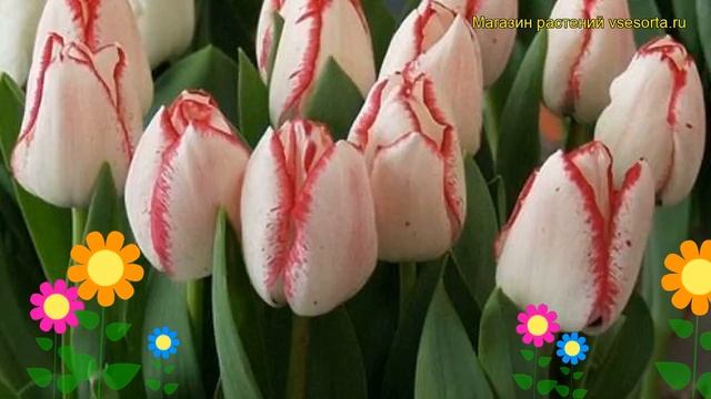 Тюльпан триумф Плейгерл. Краткий обзор, описание характеристик, где купить луковицы Playgirl смотреть онлайн