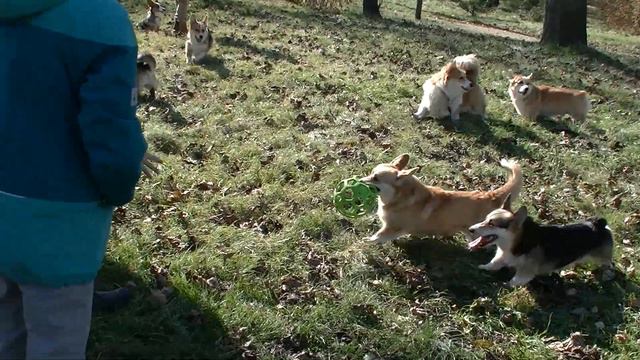 корги рулят corgis rule смотреть онлайн