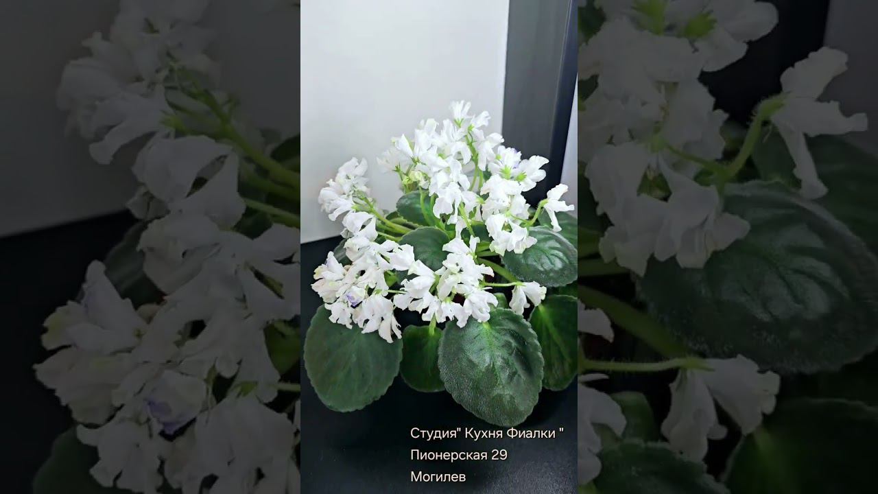 Студия "Кухня Фиалки" Могилев. Обзор сортов DS-2059, DS-Love, DS-РУМЯНЕЦ, АВ-Роскошная Жизнь и др смотреть онлайн