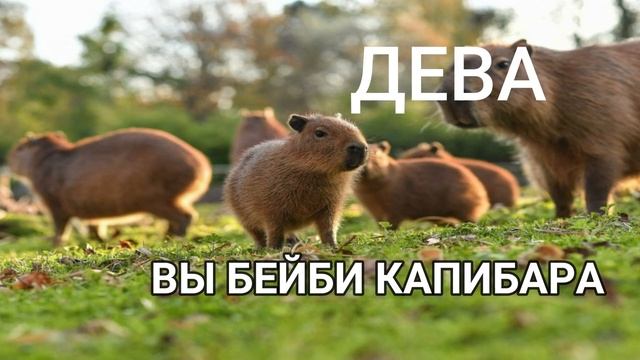 КАКАЯ ТЫ КАПИБАРА ПО ЗНАКУ ЗОДИАКА ?! УЗНАЙ В ЭТОМ ТЕСТЕ смотреть онлайн