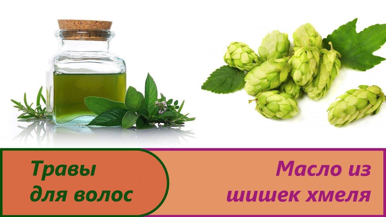 Масло из шишек хмеля. Изготовление вытяжки хмеля в домашних условиях.Шишки хмеля для волос и головы