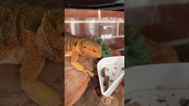 Приятного аппетита! смотреть онлайн