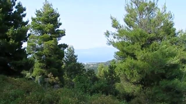 полуостров Кассандра, Халхидики, Греция (цикады, сосны и запахи... ммм...) смотреть онлайн