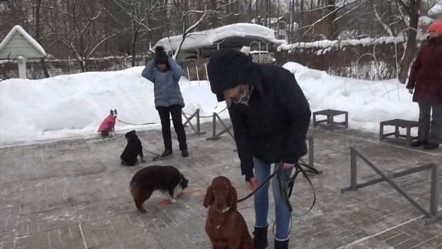 Догтренинг 573. Урок по базовым командам и подзыву.