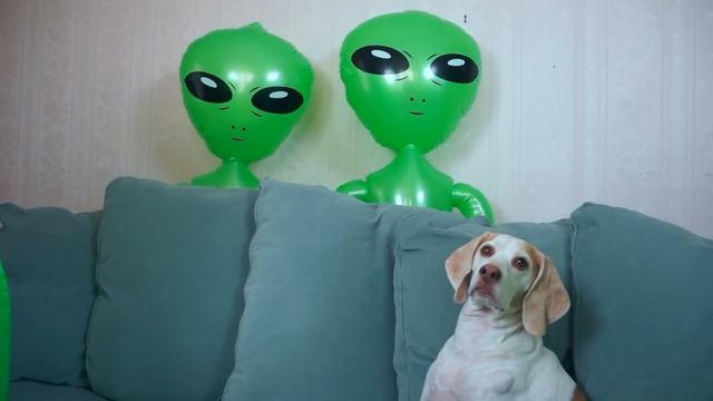Dog Unimpressed by Alien Invasion: Funny Dog Maymo смотреть онлайн