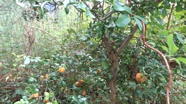 Цитрус Понцирус тріфоліата Летючий Дракон смотреть онлайн